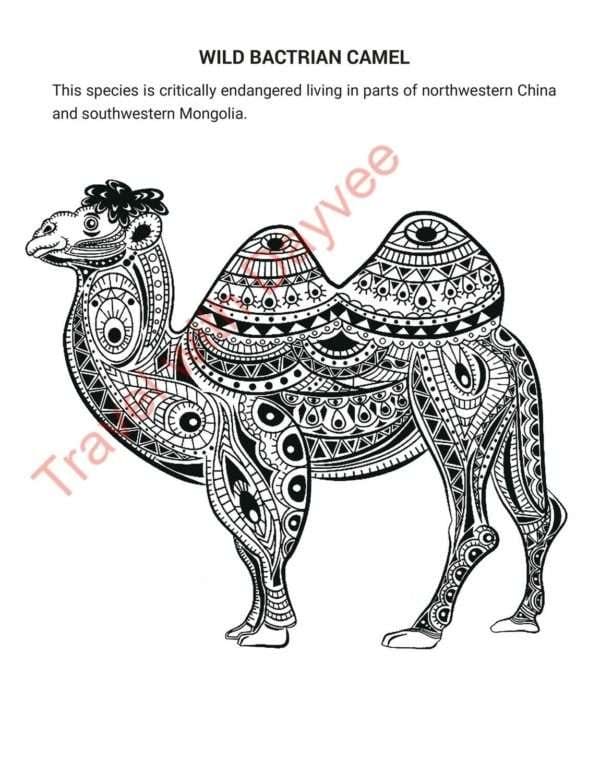 ENDANGERED SPECIES OF THE WORLD & other important animals to love - PDF download - Image 4
