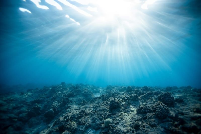 last chance coral reefs TWD